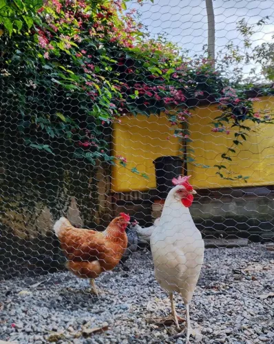 Vendo Galinhas 