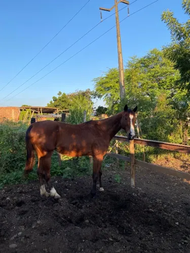 Cavalo. 13.000$