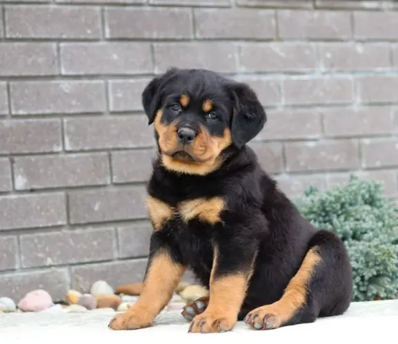 Rottweiler cabeça de touro procedência f parcelo j