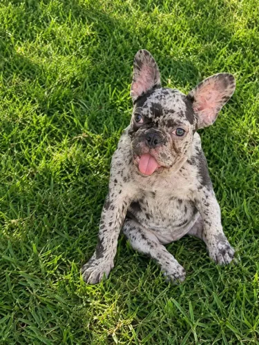Buldogue francês fêmea