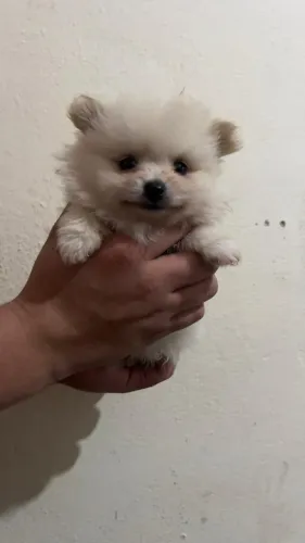 Filhote de Spitz Alemão - Macho ou Fêmea