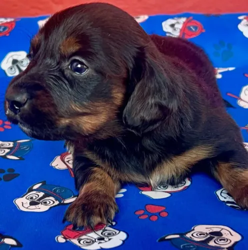 Amor em quatro patinhas esperando por você- Dachshund pelo longo