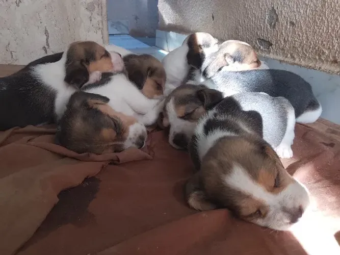 Filhotes de Beagle disponíveis 