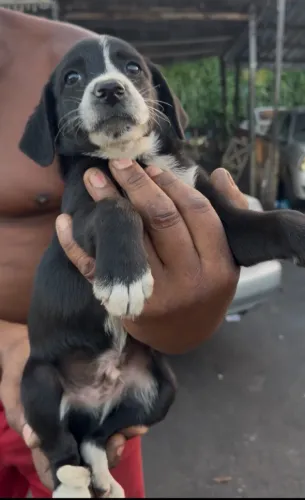 lindos cachorros filhotes 03 meses para adocao