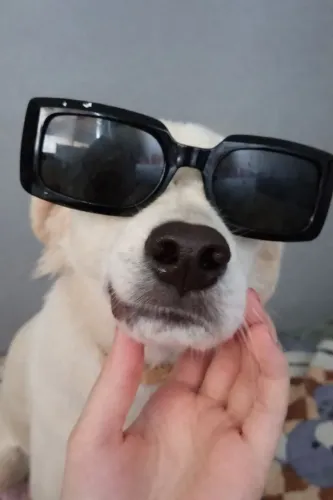 Adoção responsável