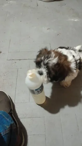Lindos shih-tzu