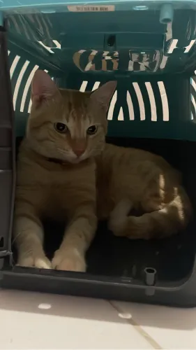 Gato macho para doação