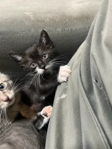 Filhote de gato para doação