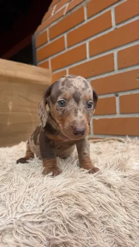 Dachshund macho arlequim