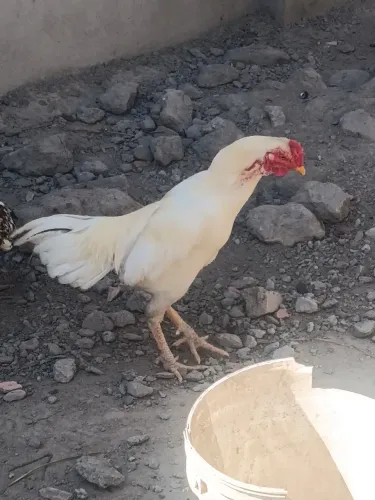 Frango de Raça Pura