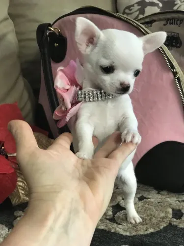 Chihuahua a menor raça do mundo