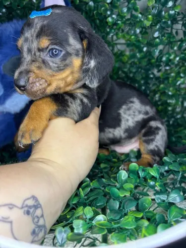 Filhotes de dachshund