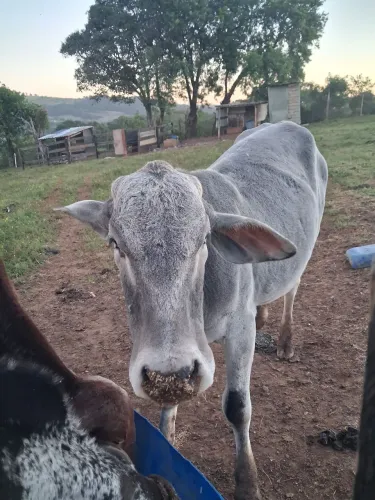 Vendo está novilha