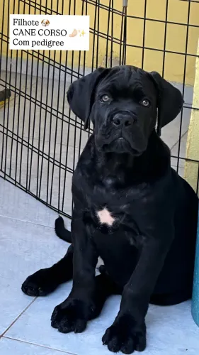 Filhote Cane Corso pais com pedigree CBKC 