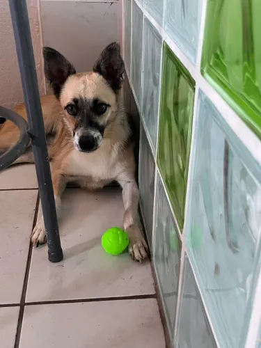 Doação cachorra 