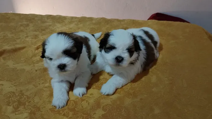 Filhotes Shih Tzu macho
