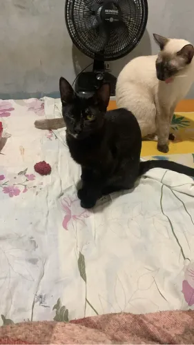 Doação de lindos gatos