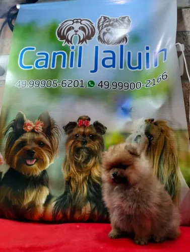 Lulu da pomerania machinho e femea