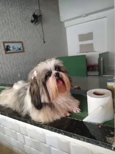 Fêmea de Shih Tzu no cio à procura de um macho para cruzar preferência chocolate branco