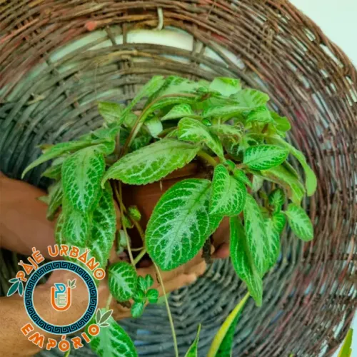 Tapete de Rainha | Lacinho de Amor (Espiscia Cupreata) em vaso - Pronta Entrega!