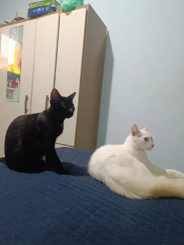 Doação de gatinhos