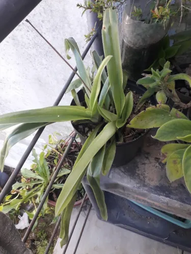 Muda Orquídea Sapatinho Porto Alegre RS