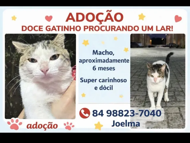Gatinho para adoção