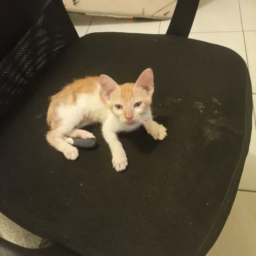 Gatinho Laranja Filhote 
