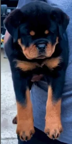 MACHOS E FÊMEAS DE ROTTWEILER DISPONÍVEIS