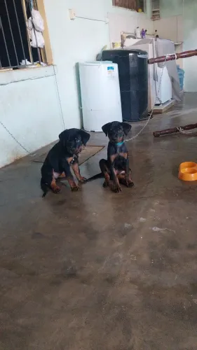Cachorro rottweiler