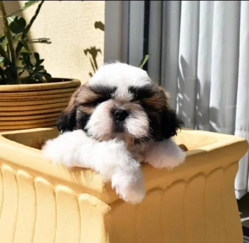 Shih Tzu O carinho mais puro mora nesse rostinho fofo