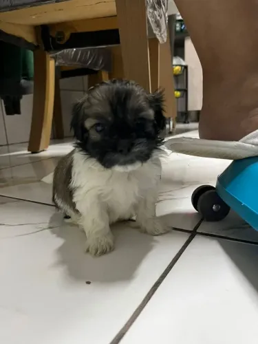 Shihtzu femeas
