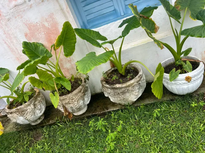 Kit vasos de barro com plantas Orelha de Elefante