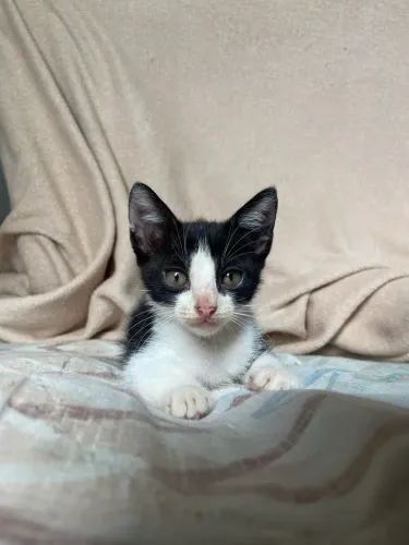 Adoção de Gatinha
