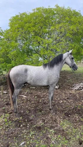 POTRO MANGALARGA MARCHADOR BATIDA