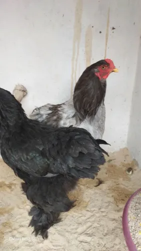 Brahma  Dark com Brak 