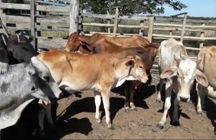 Vendo 35 cabeças de gado