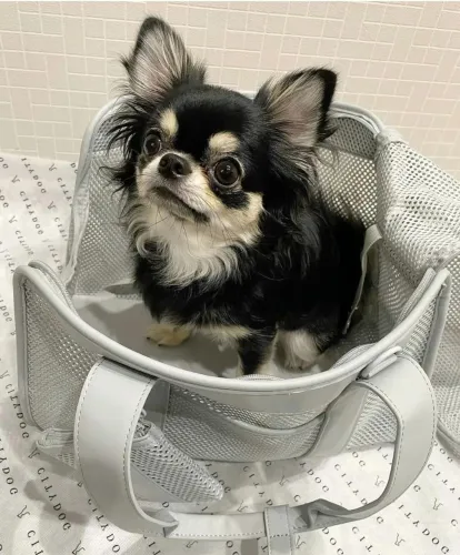 Chihuahua micro com pedigree linhagem importada!