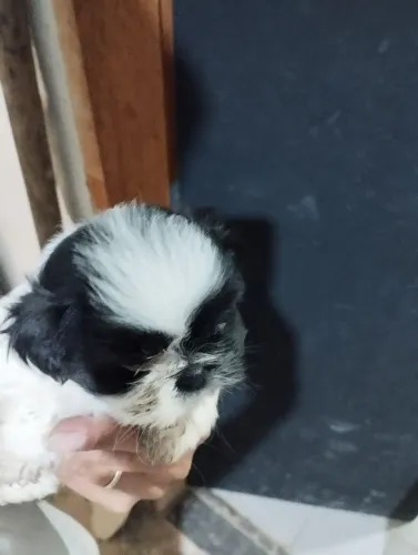 Filhote de shih Tzu com 45 dias. Já come e bebem água.
