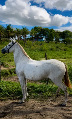 Égua mangalarga égua