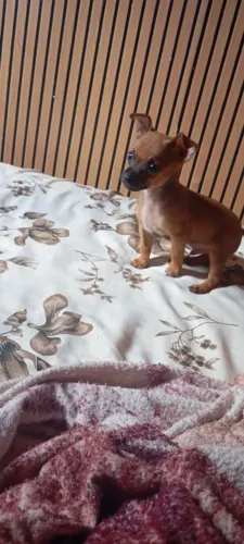 Vende-se Pinscher N°1