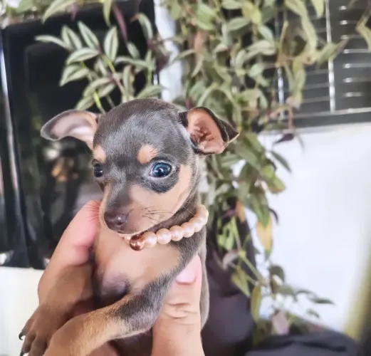 Pinscher vacinado 0 com 50 dias