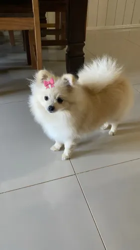 Linda Lulu da Pomerânia! R$2.500,00