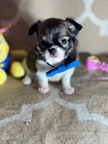 Chihuahua macho TOP P. Longo 