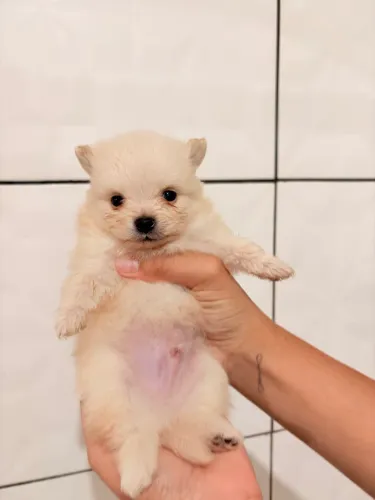 Vende-se cachorro Spitz alemão 