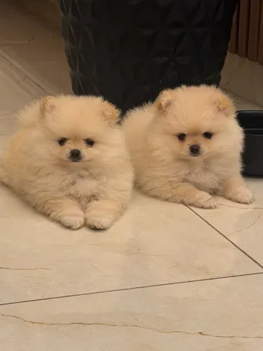Lulu da Pomerania
