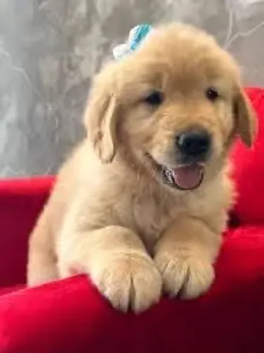 Goldem seu melhor amigo 