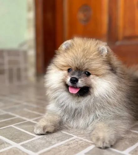 filhote Shih Tzu, Eles são pequenos agora, mas vão encher sua vida de amor!
