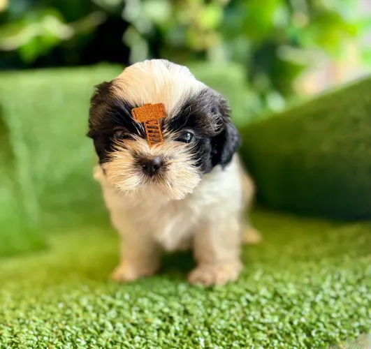 filhote Shih Tzu, Seus melhores momentos estão prestes a começar com um novo filhote!
