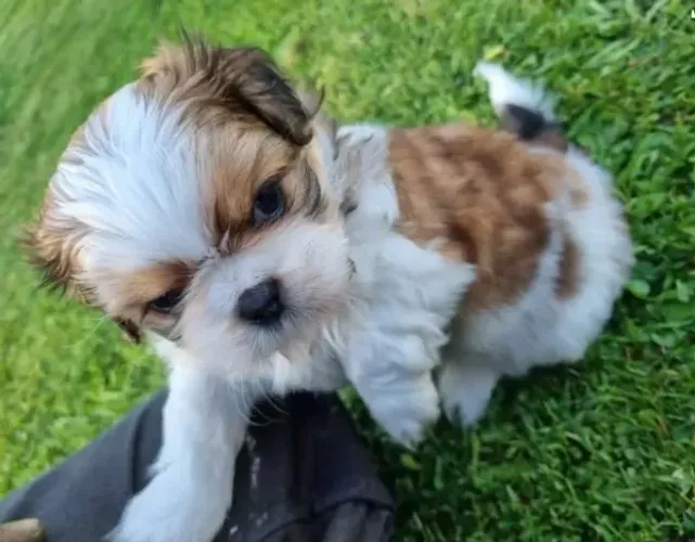 Shih-tzu fêmea